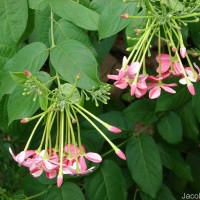 Combretum indicum (L.) DeFilipps